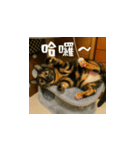 小花達です！ほのぼの日常(台湾華語)（個別スタンプ：13）