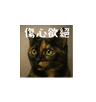 小花達です！ほのぼの日常(台湾華語)（個別スタンプ：16）