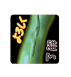 （ベタ）野菜コレクション（個別スタンプ：13）