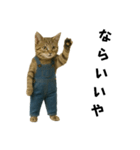 表情豊かな猫は2足歩行（個別スタンプ：8）