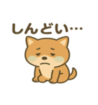かわいい柴犬の日常♪（個別スタンプ：14）