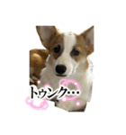 コーギーのルティくん（個別スタンプ：4）