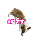 コーギーのルティくん（個別スタンプ：7）