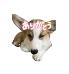 コーギーのルティくん（個別スタンプ：8）