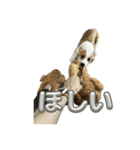 コーギーのルティくん（個別スタンプ：9）