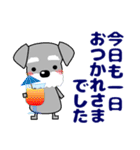 優しい大人の気づかいシュナウザー 夏（個別スタンプ：1）