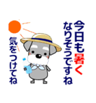 優しい大人の気づかいシュナウザー 夏（個別スタンプ：3）