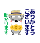 優しい大人の気づかいシュナウザー 夏（個別スタンプ：14）