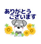 優しい大人の気づかいシュナウザー 夏（個別スタンプ：15）