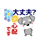 優しい大人の気づかいシュナウザー 夏（個別スタンプ：31）
