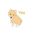 そう、そこに柴犬が（個別スタンプ：1）