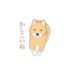 そう、そこに柴犬が（個別スタンプ：16）