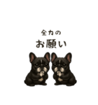 フレンチブルドッグ！！！（個別スタンプ：3）