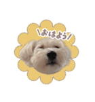 ラテといっしょ◡̈（個別スタンプ：1）