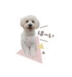 ラテといっしょ◡̈（個別スタンプ：9）