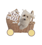 ラテといっしょ◡̈（個別スタンプ：11）