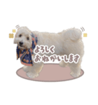ラテといっしょ◡̈（個別スタンプ：12）