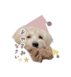 ラテといっしょ◡̈（個別スタンプ：16）