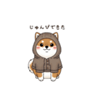 ぷくっとしばいぬ（個別スタンプ：31）