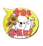 シーズー犬 2025 「カラフルな吹き出し」（個別スタンプ：5）