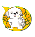 シーズー犬 2025 「カラフルな吹き出し」（個別スタンプ：8）