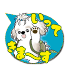 シーズー犬 2025 「カラフルな吹き出し」（個別スタンプ：10）