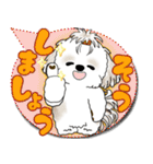 シーズー犬 2025 「カラフルな吹き出し」（個別スタンプ：11）