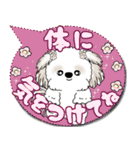 シーズー犬 2025 「カラフルな吹き出し」（個別スタンプ：14）