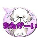シーズー犬 2025 「カラフルな吹き出し」（個別スタンプ：15）