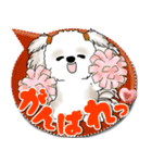 シーズー犬 2025 「カラフルな吹き出し」（個別スタンプ：23）