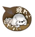 シーズー犬 2025 「カラフルな吹き出し」（個別スタンプ：25）