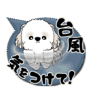 シーズー犬 2025 「カラフルな吹き出し」（個別スタンプ：29）