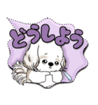 シーズー犬 2025 「カラフルな吹き出し」（個別スタンプ：34）