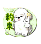 シーズー犬 2025 「カラフルな吹き出し」（個別スタンプ：35）