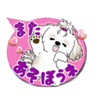 シーズー犬 2025 「カラフルな吹き出し」（個別スタンプ：36）