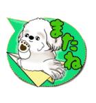 シーズー犬 2025 「カラフルな吹き出し」（個別スタンプ：39）