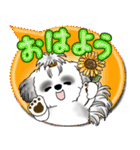 B＆W シーズー犬「カラフルな吹き出し」（個別スタンプ：1）