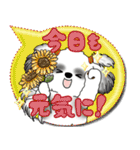 B＆W シーズー犬「カラフルな吹き出し」（個別スタンプ：5）
