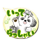 B＆W シーズー犬「カラフルな吹き出し」（個別スタンプ：6）