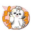 B＆W シーズー犬「カラフルな吹き出し」（個別スタンプ：11）