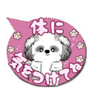 B＆W シーズー犬「カラフルな吹き出し」（個別スタンプ：14）