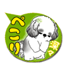 B＆W シーズー犬「カラフルな吹き出し」（個別スタンプ：16）