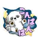 B＆W シーズー犬「カラフルな吹き出し」（個別スタンプ：21）