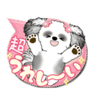 B＆W シーズー犬「カラフルな吹き出し」（個別スタンプ：24）