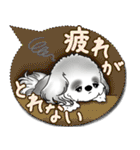 B＆W シーズー犬「カラフルな吹き出し」（個別スタンプ：25）
