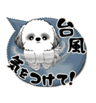 B＆W シーズー犬「カラフルな吹き出し」（個別スタンプ：29）