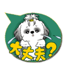 B＆W シーズー犬「カラフルな吹き出し」（個別スタンプ：31）