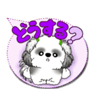 B＆W シーズー犬「カラフルな吹き出し」（個別スタンプ：33）