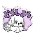 B＆W シーズー犬「カラフルな吹き出し」（個別スタンプ：34）