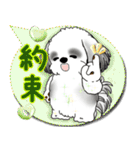 B＆W シーズー犬「カラフルな吹き出し」（個別スタンプ：35）